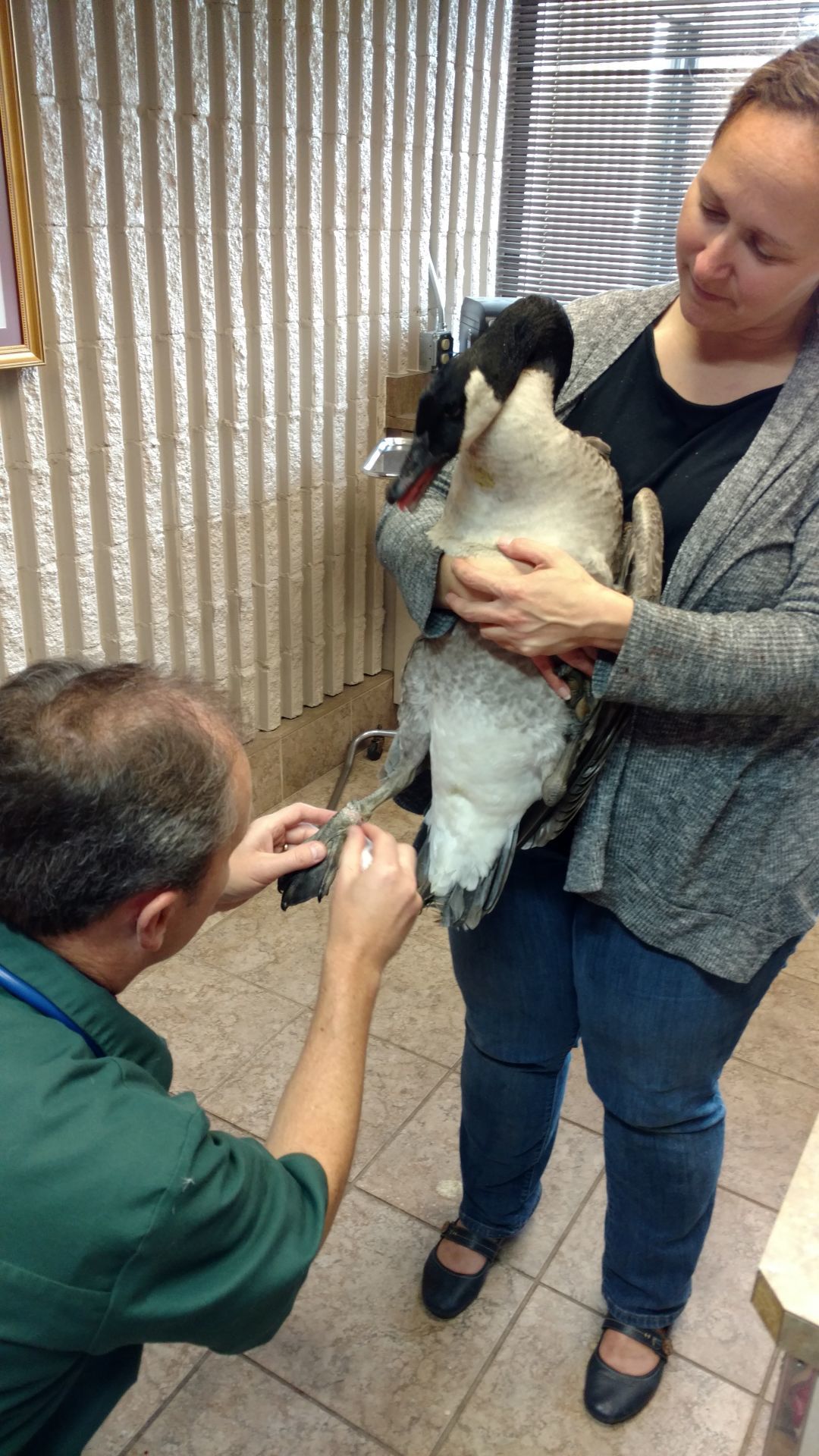 Dr. Keith Halsey removes fishing line embedded in a Canada goose’s leg.
